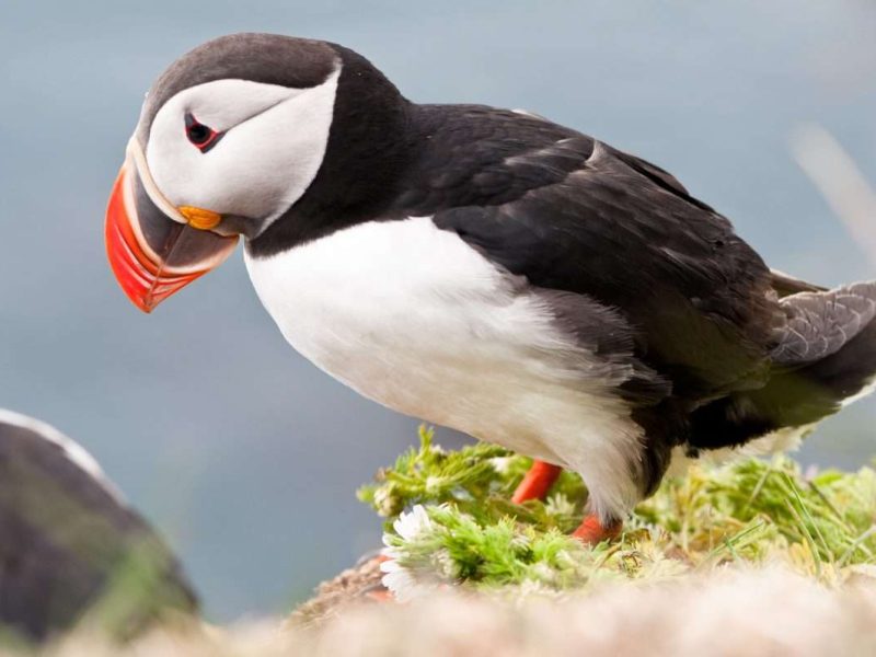 beautiful puffin bird nesting