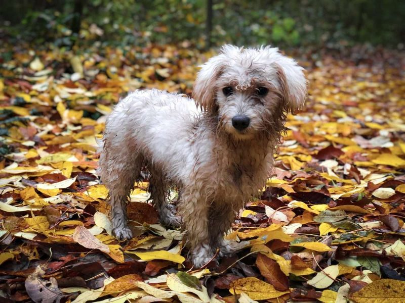 dirty-maltese-dog-surrounded-by-yellow-autumn-leav-2022-11-15-13-05-58-utc dirty-maltese-dog-surrounded-by-yellow-autumn-leav-2022-11-15-13-05-58-utc